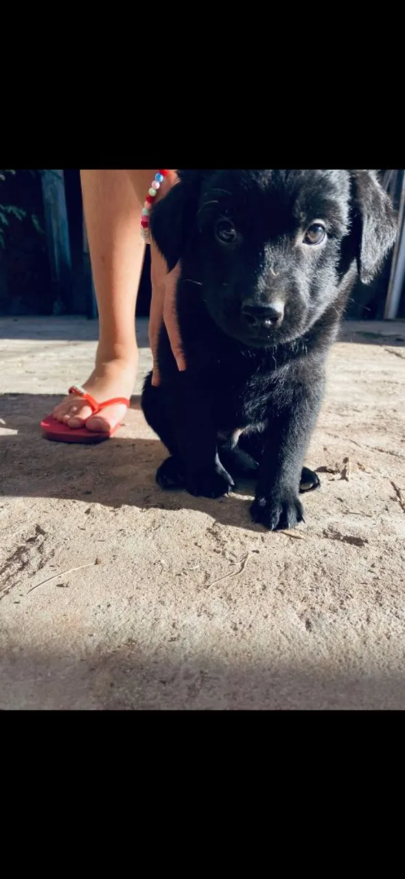 Filhote de Labradora para doação