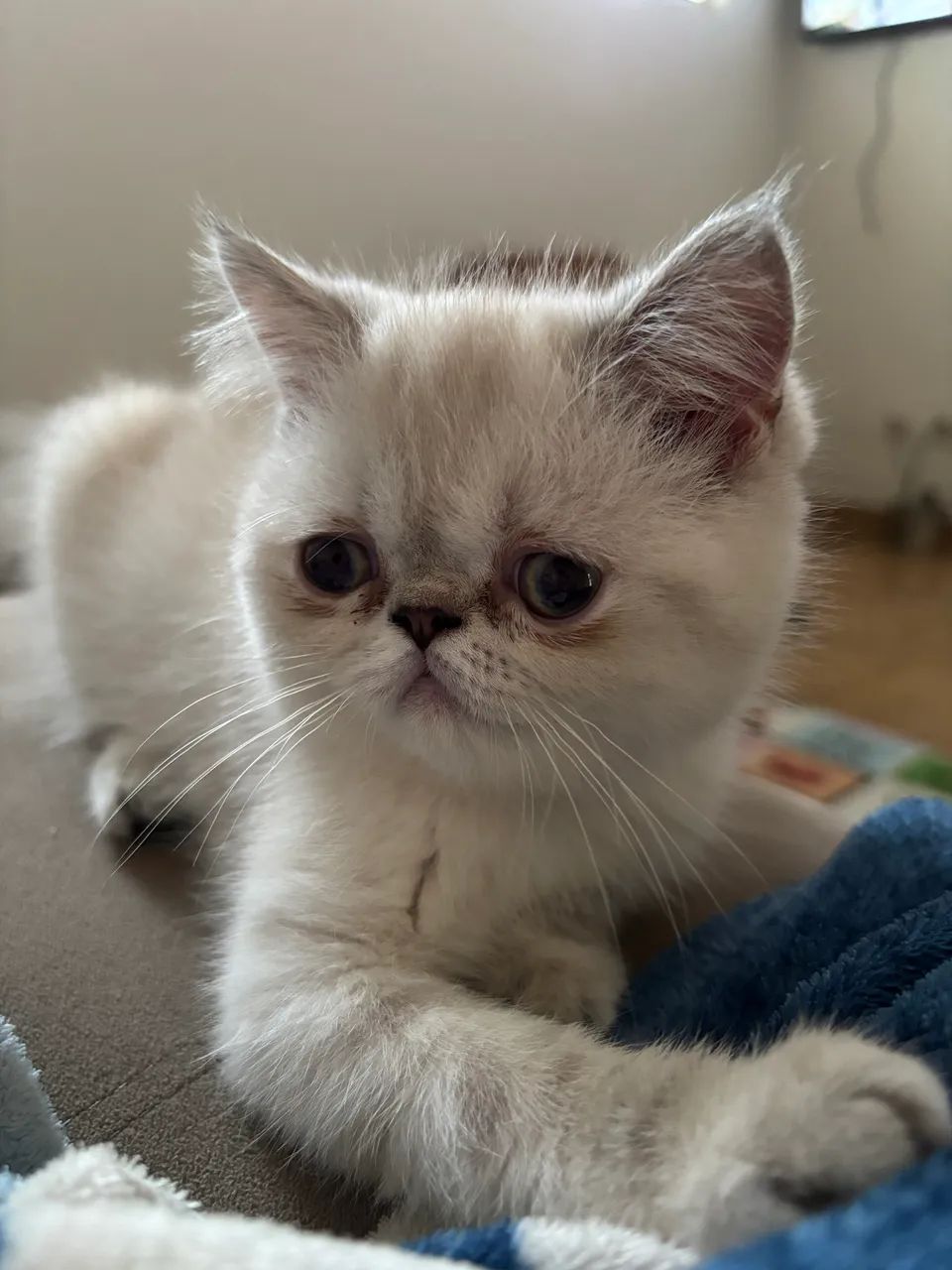 Fêmea de Persa - Foto 2