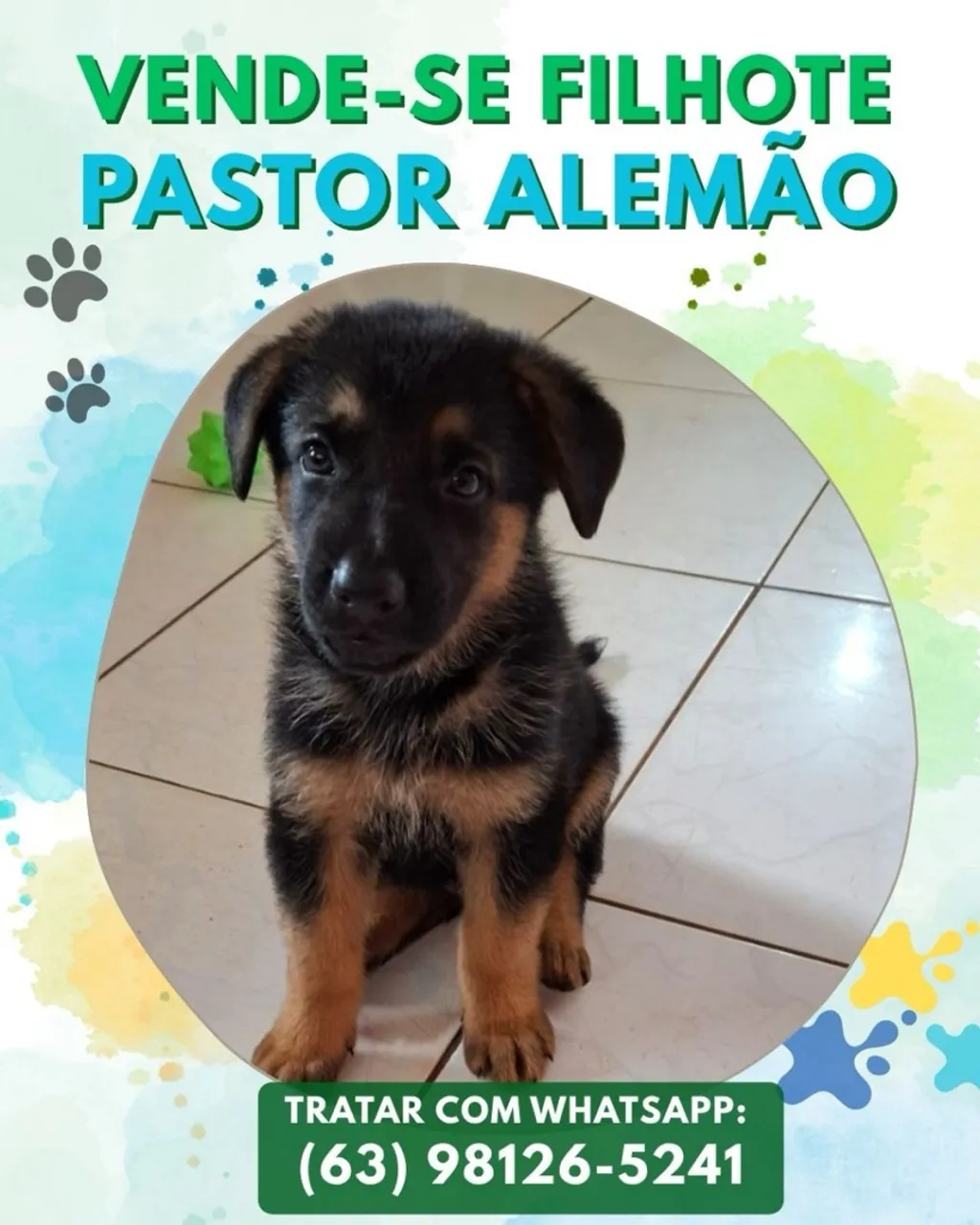 Filhote de Pastor Alemão