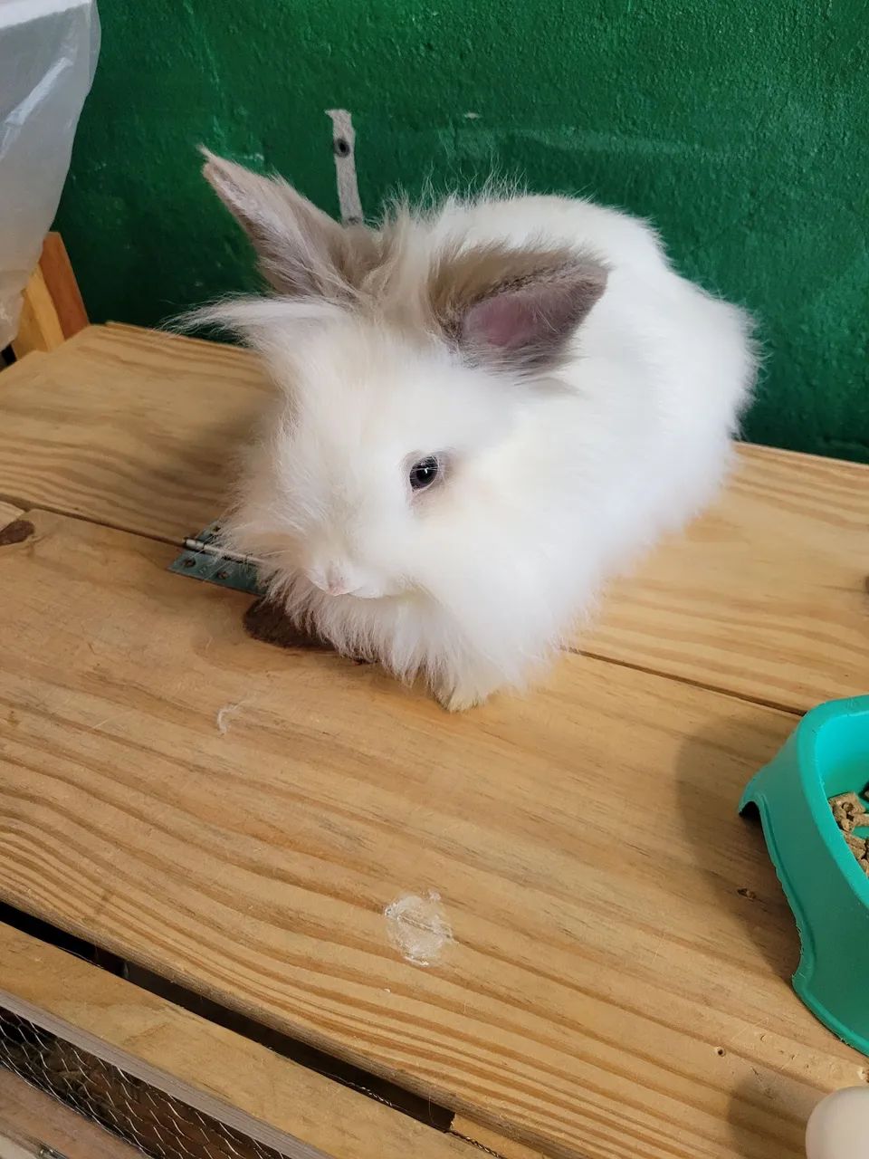 Coelhinha mini lion - Foto 3