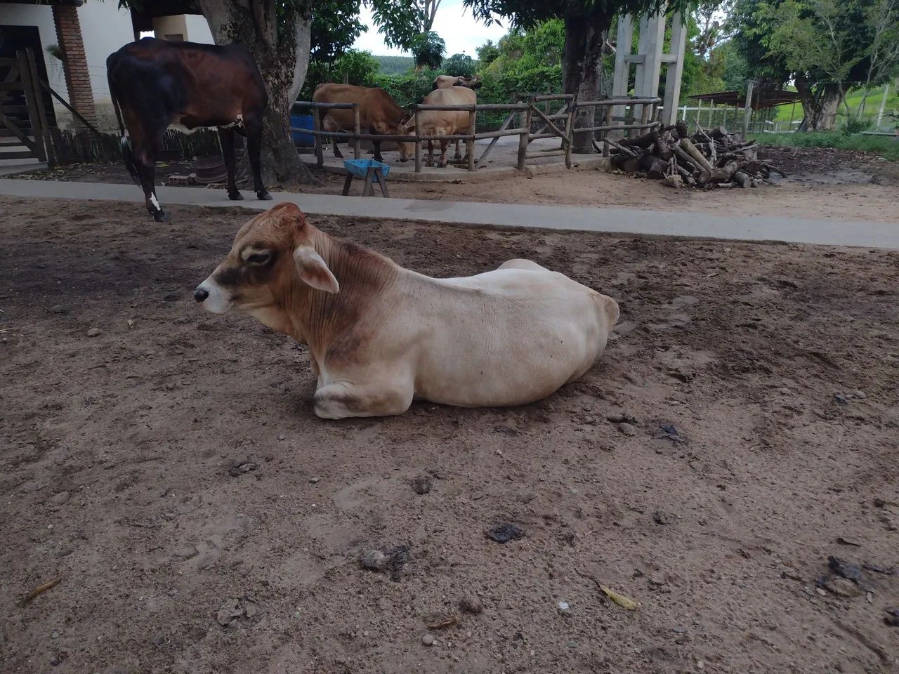 Bezerro Anão macho - Foto 4