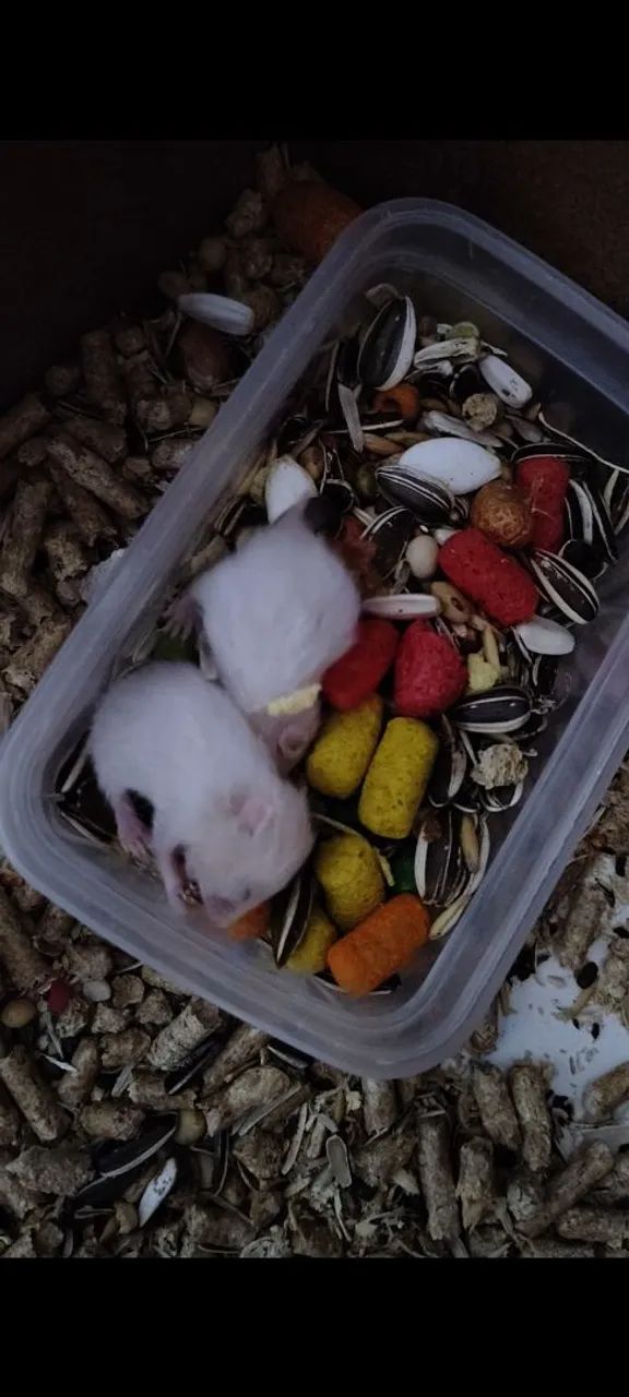  hamsters fofinhos para adoção - Foto 3