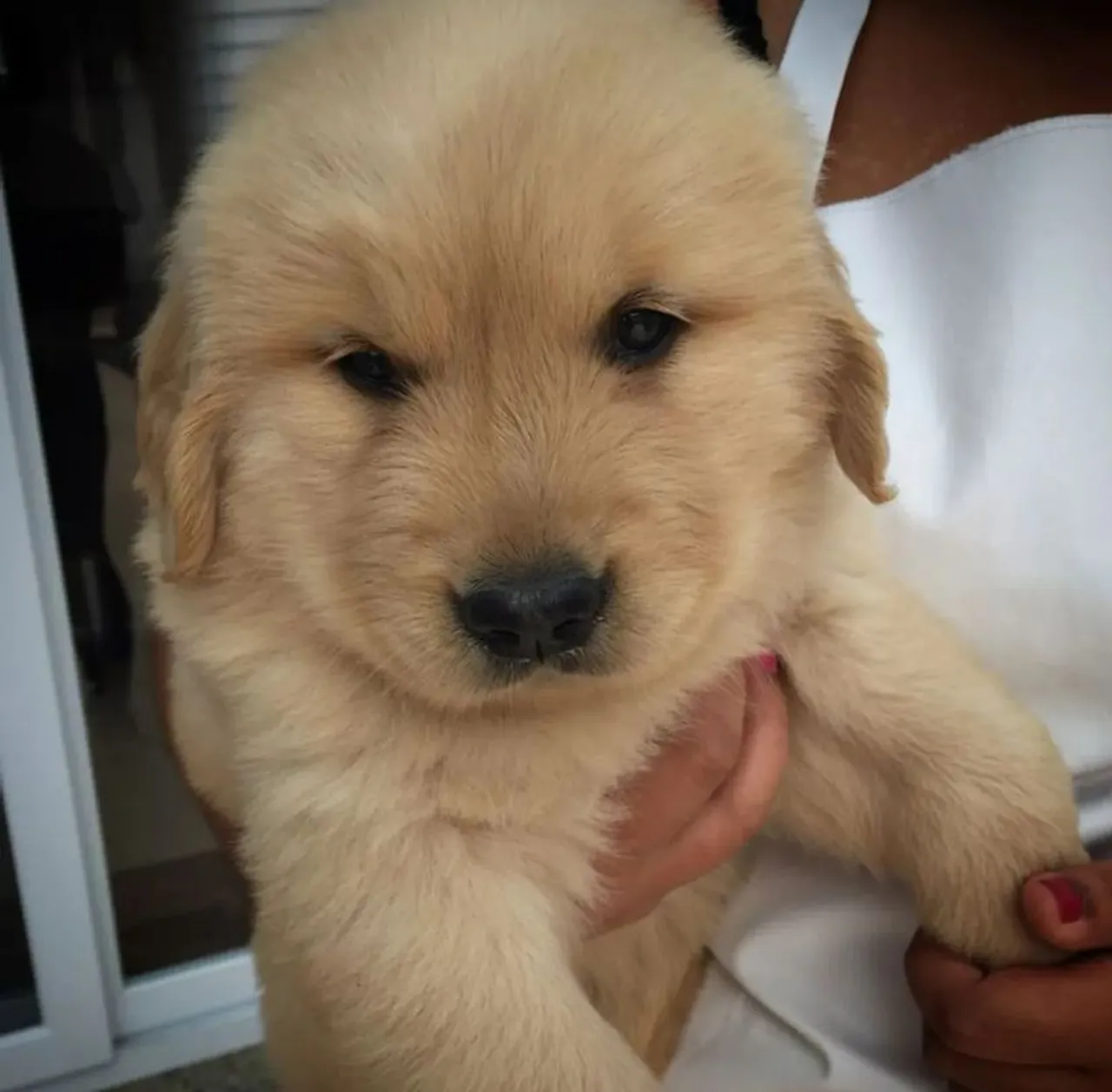 Filhote de Golden Retriever - Histórico 