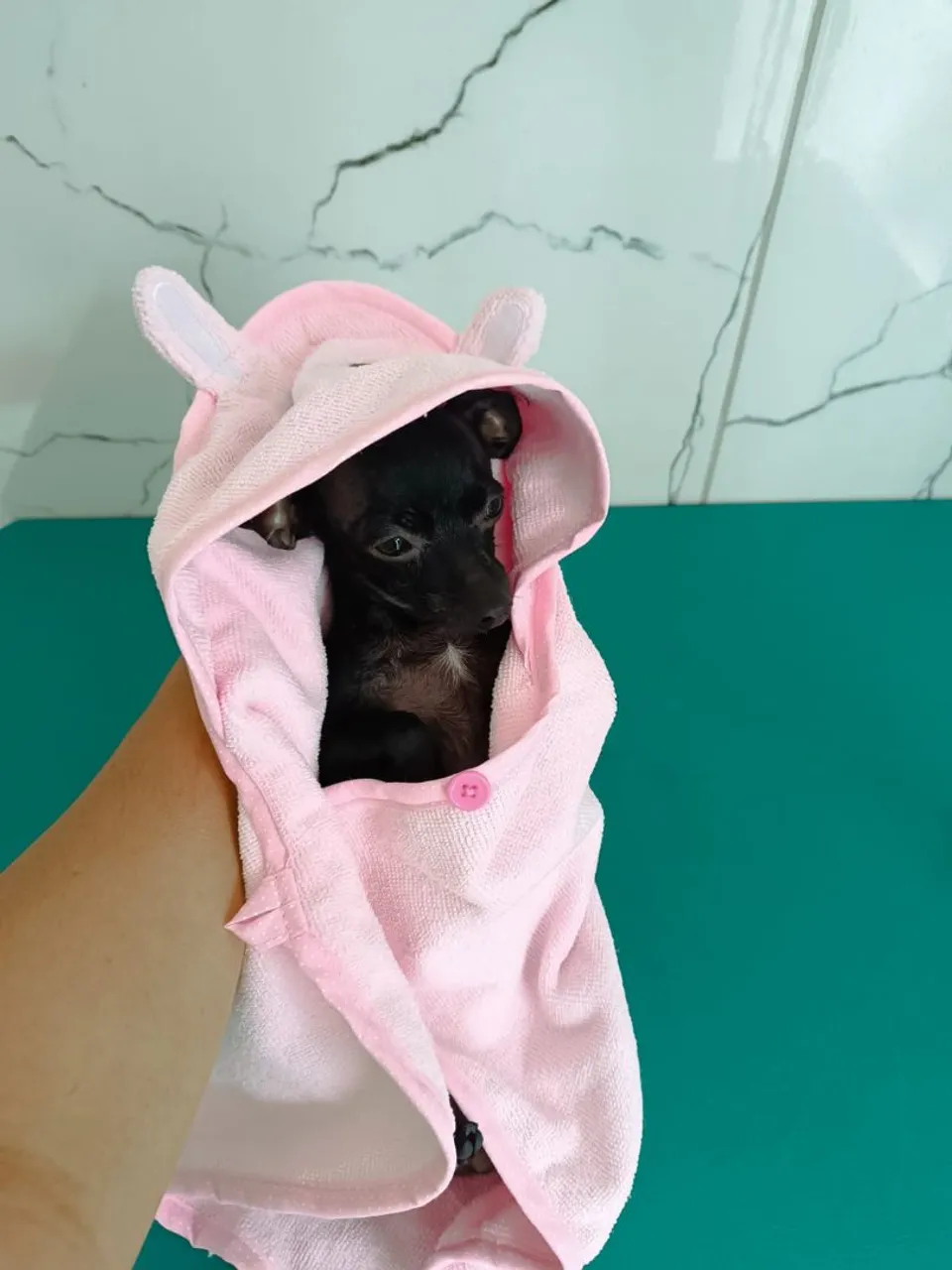 Pinscher miniatura fêmea