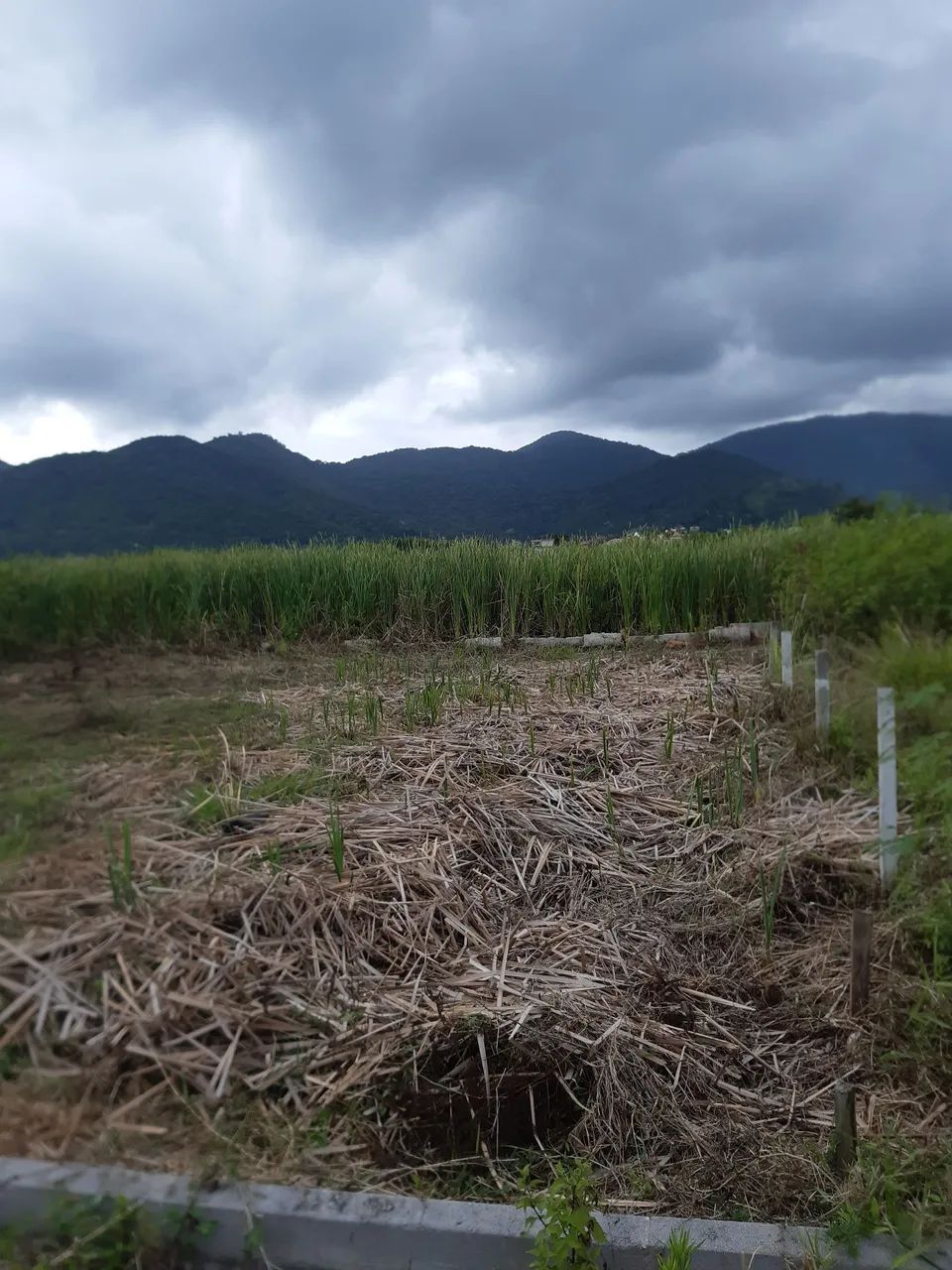 Terreno em Vargem Grande  - Foto 2