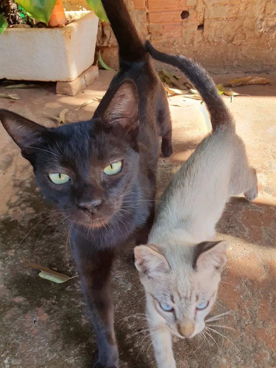 Dois lindos gatinhos para adoção!