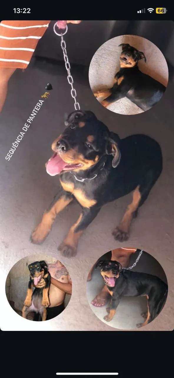 Filhote de Rottweiler disponível