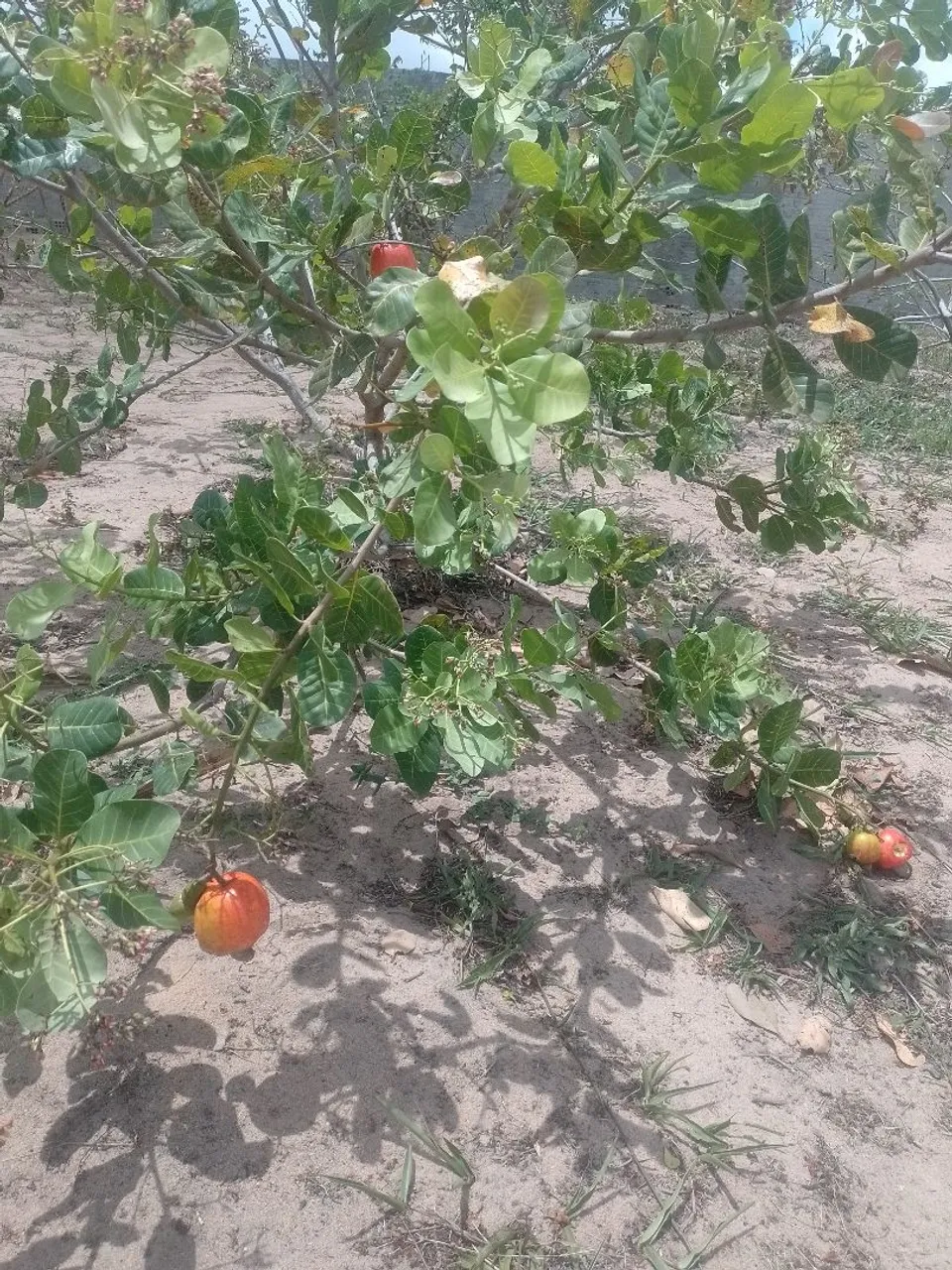 Vendo ou troco chácara/granja
