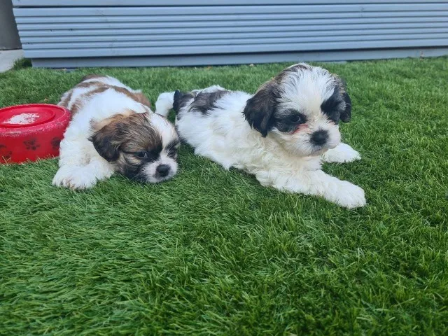 Chegou a hora de ter um Shih Tzu na sua vida!
