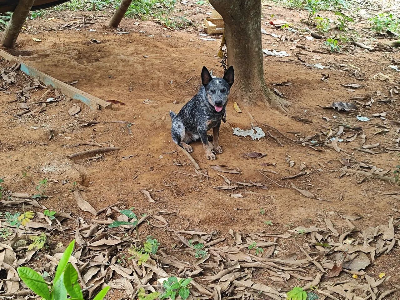Filhote de blue Heeler