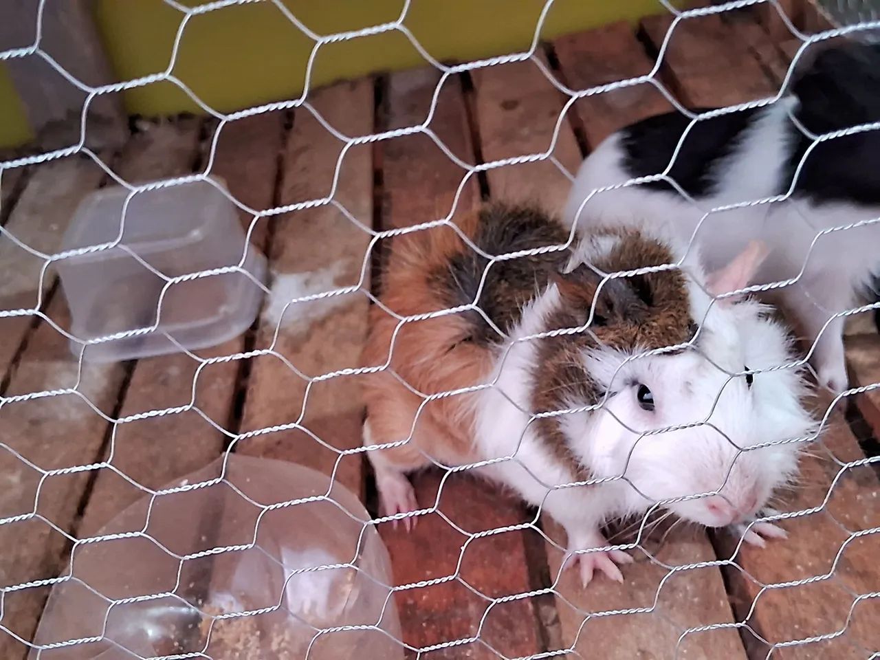 Porquinho macho - Foto 4