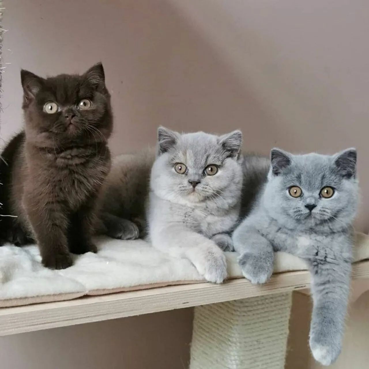 Lindos british black, blue e lilac- Havila filhotes - Foto 2
