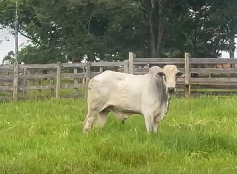 Garrote Nelore a venda perto de neropolis 2 anos e meio