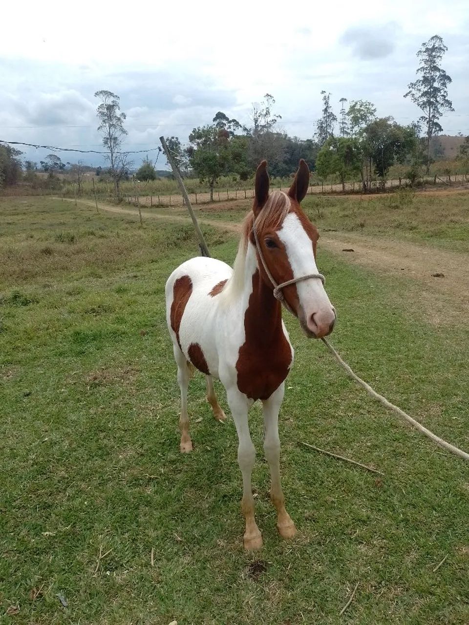 Vende-se potro mangalarga marchador com registro 