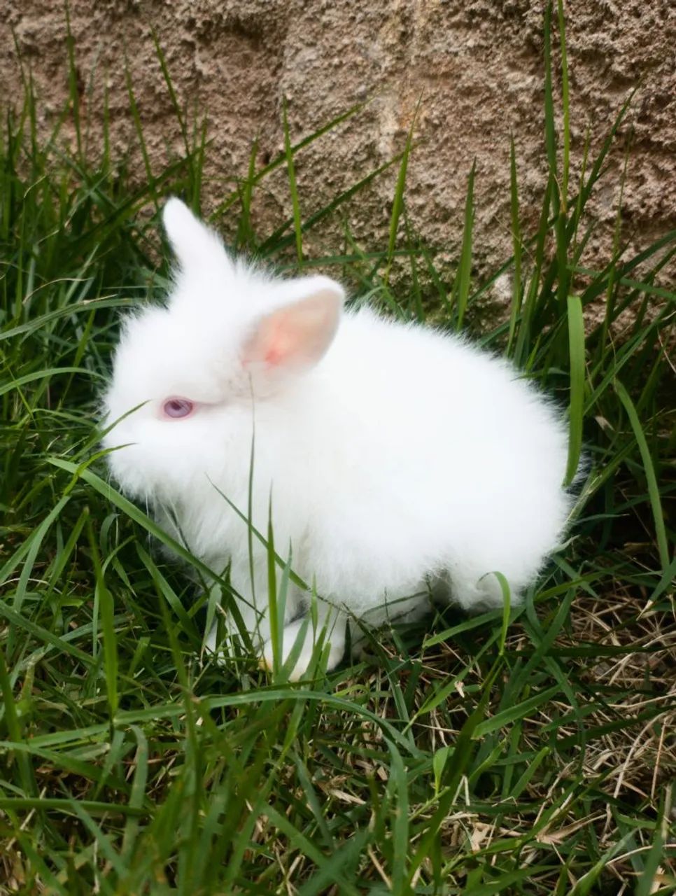 Coelho à Venda - Lionhead Mini Albino 