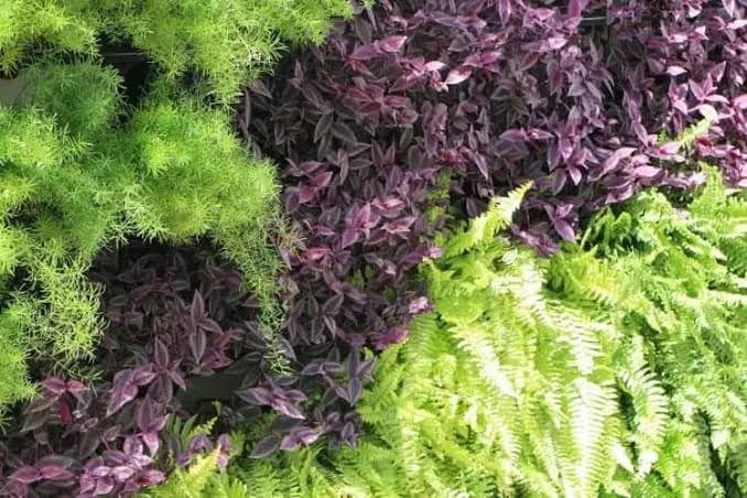 JARDIM VERTICAL  - Foto 5