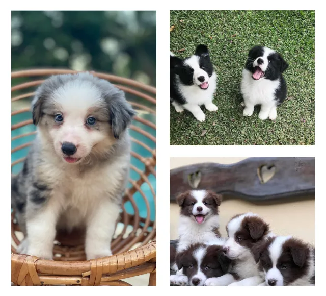 Border Collie Filhotes - Vacinados e Prontos pra Novo Lar