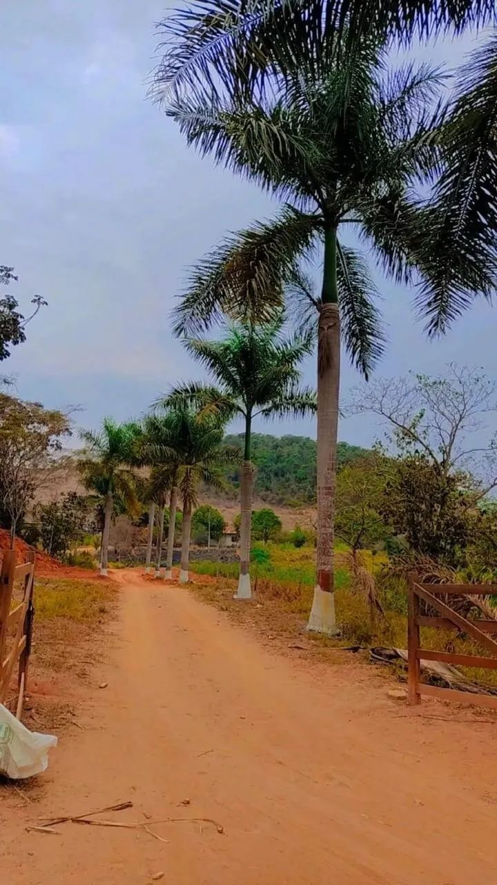 Fazenda São Vicente Urucânia MG - Foto 5