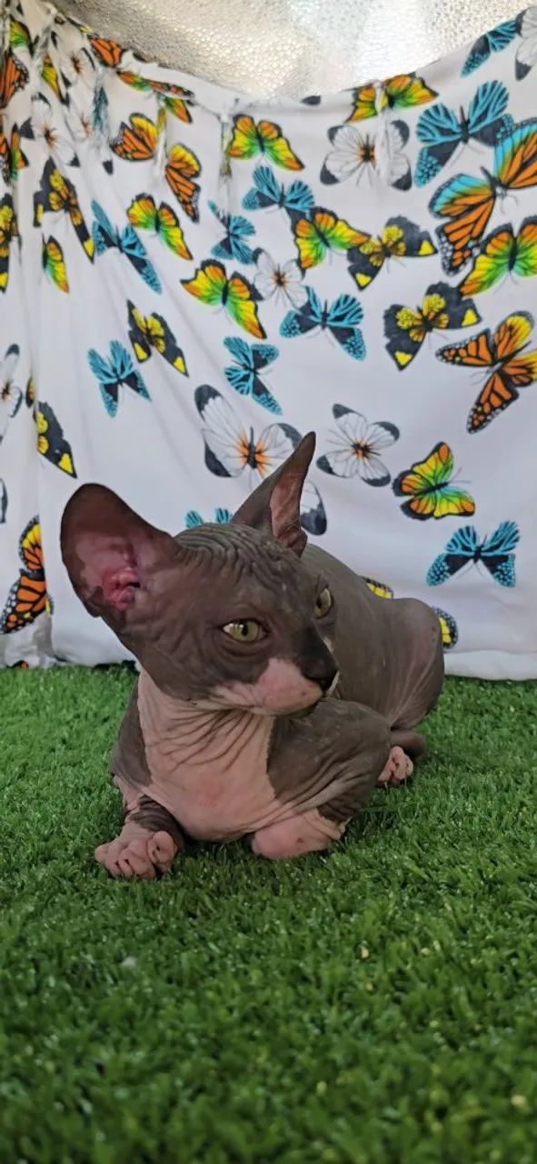 Filhote gato Sphynx disponível pronta entrega envio ou retirada - GATIL ZAIDAN N1 Brasil - Foto 4