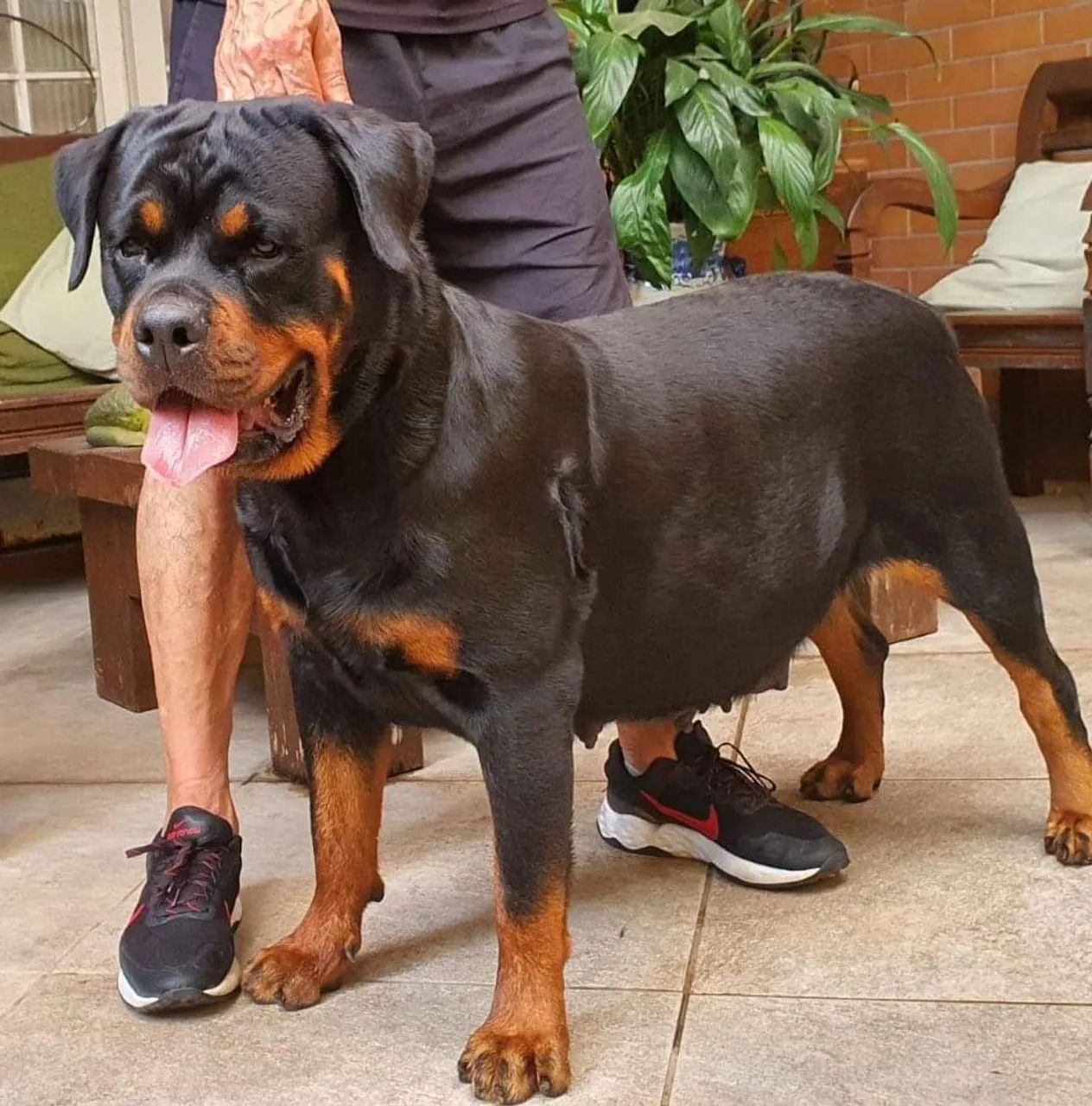 ROTTWEILLER CABEÇA DE TOURO FILHOTE OPORTUNIDADE 