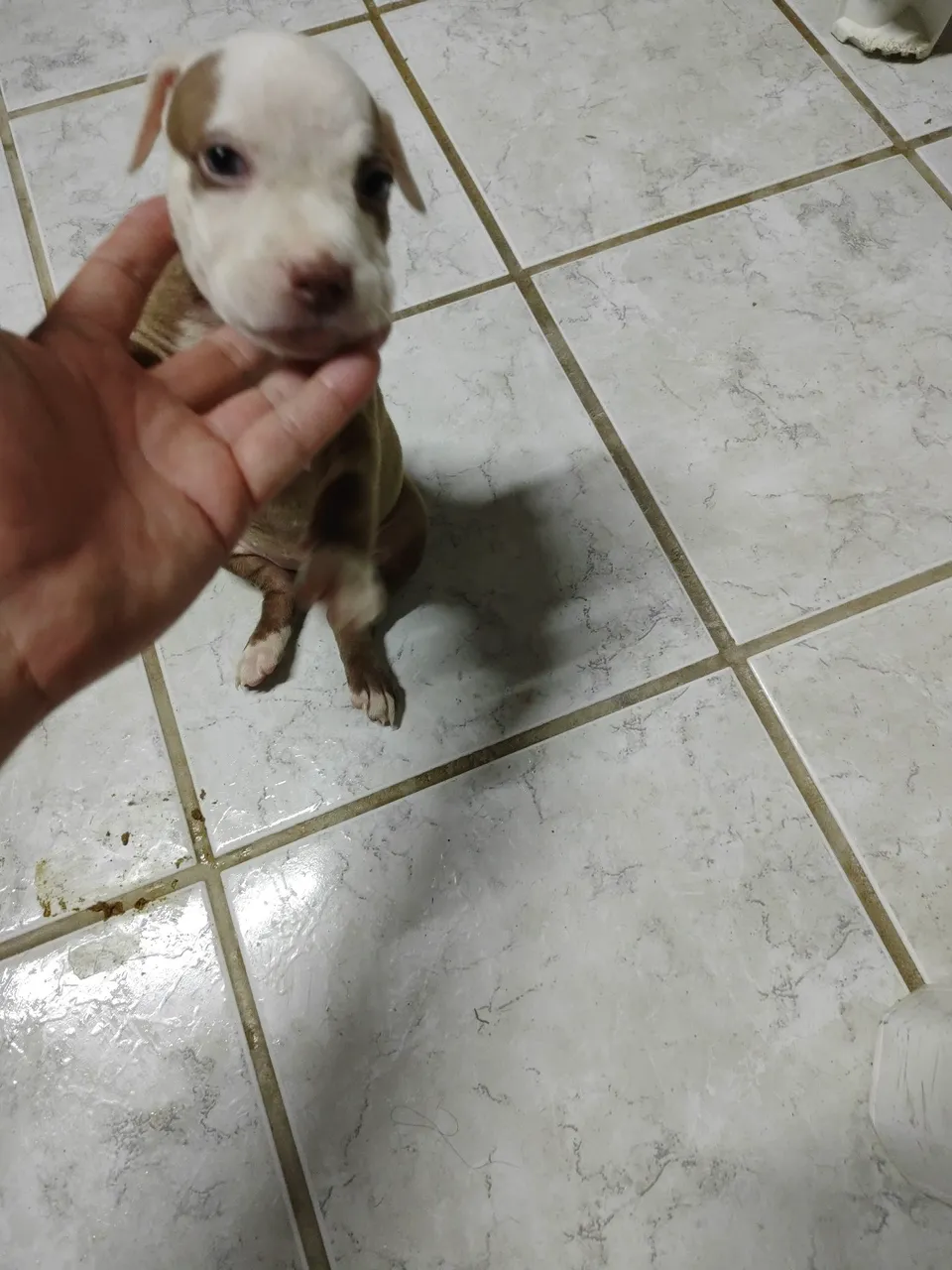 Filhote de Pitbull para venda