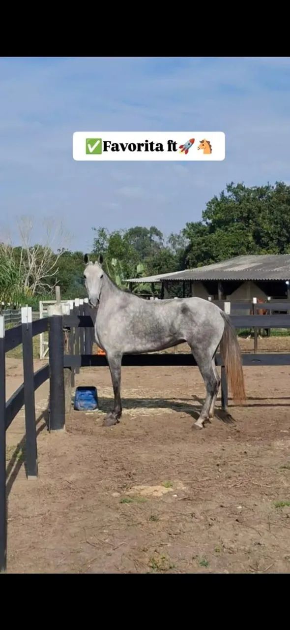 Potra macia! - Foto 3