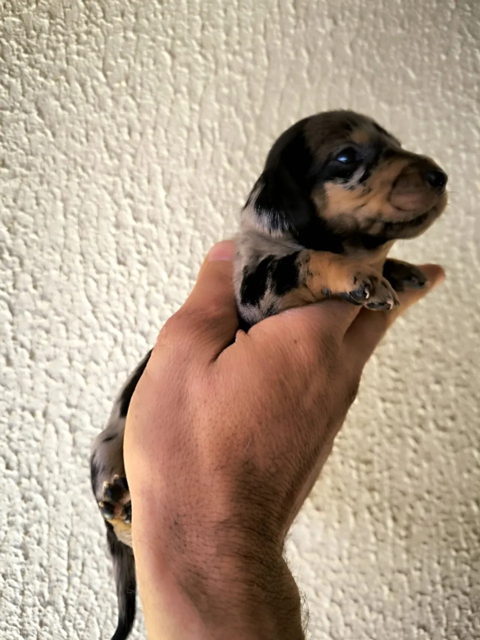 Animais