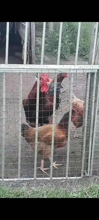 Pintos GSB e Criolo Gigante  - Foto 4