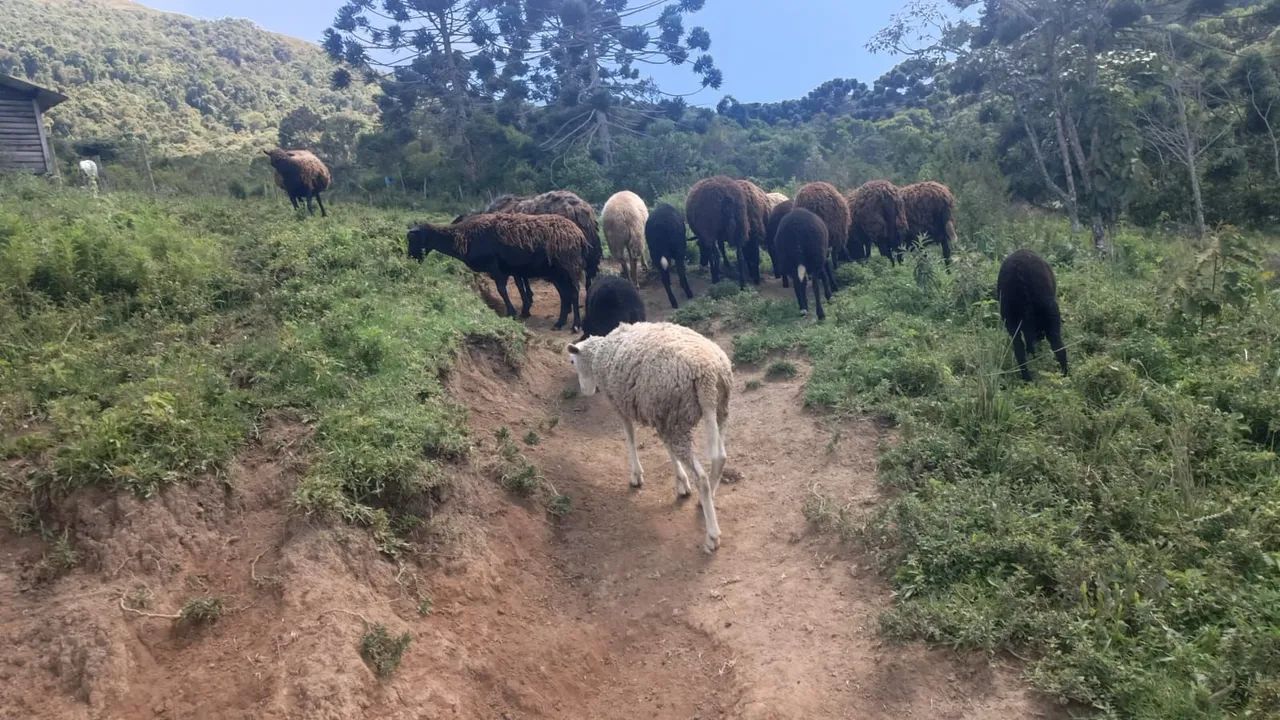 CARNEIROS A VENDA - Foto 2