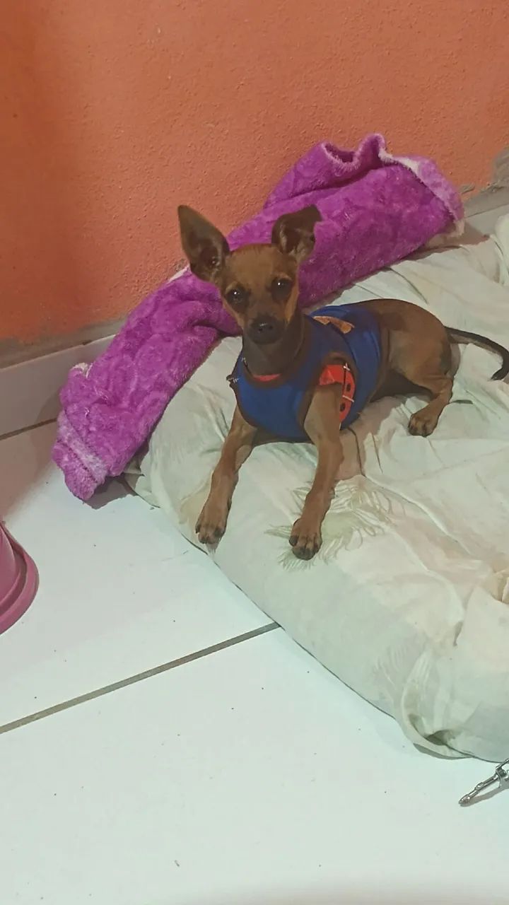 Preciso de uma namorada 