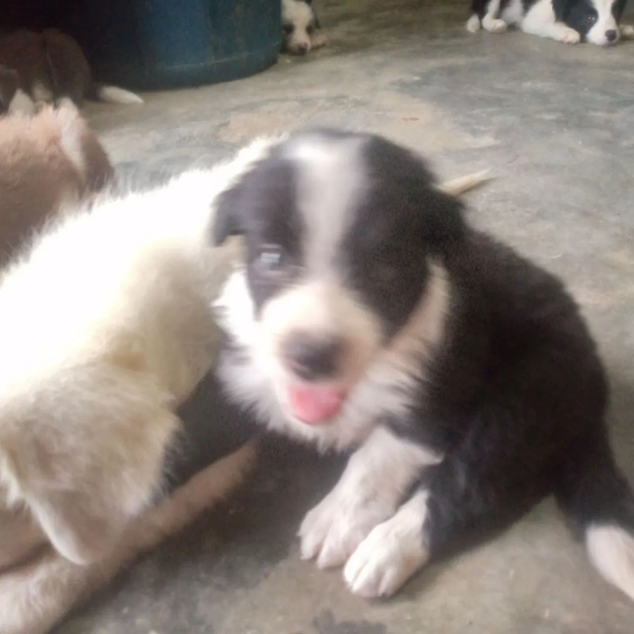 Border collie - Foto 5