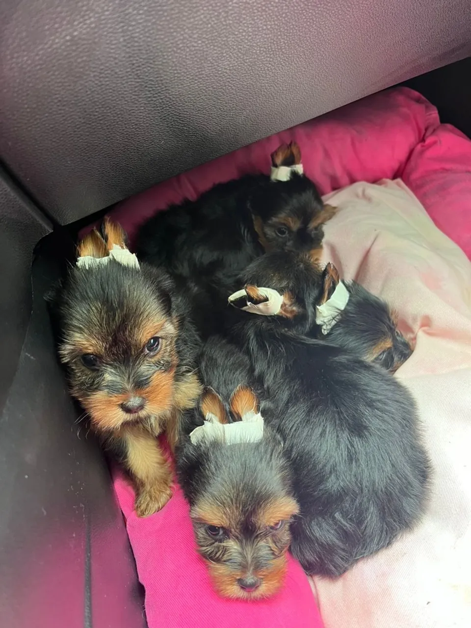 Yorkshire Terrier Filhotes Fêmeas