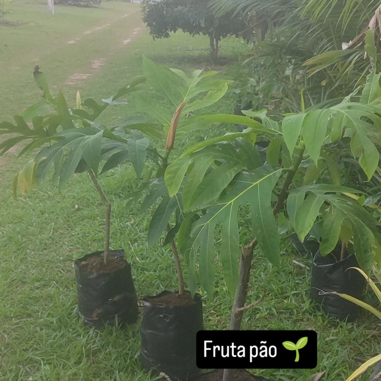Fruta pão mudas