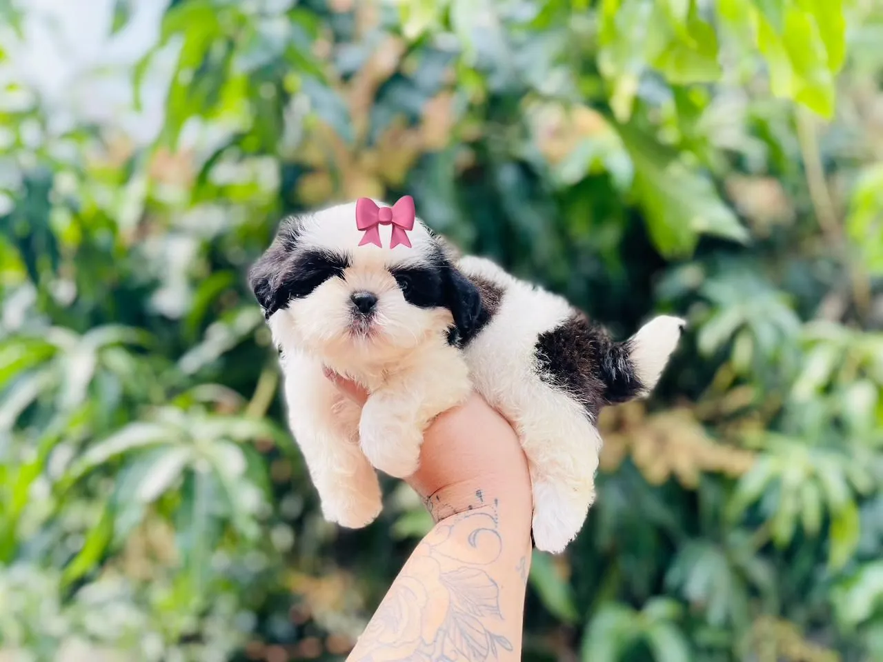 Princesa linda ! Filhote Shih Tzu fêmea