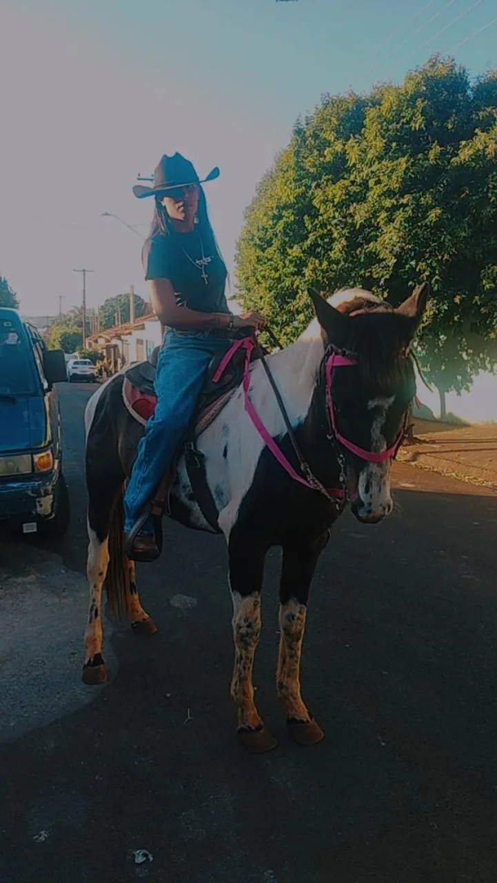 Cavalo Paint Horse