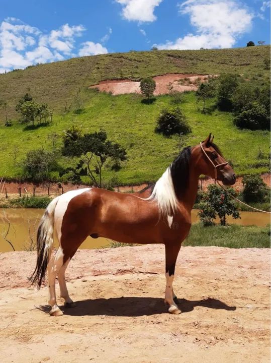 CASTRADO, REGISTRADO DE MARCHA PICADA. - Foto 3
