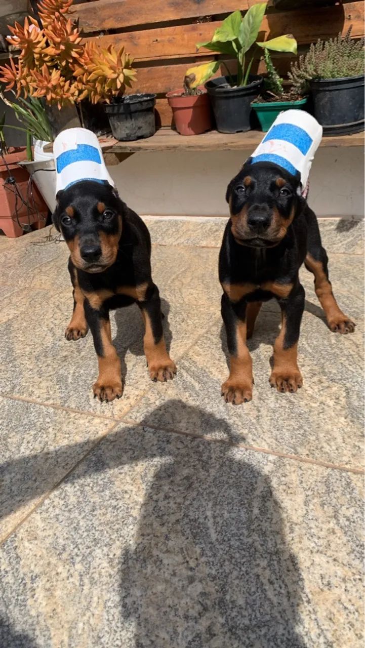 Filhotes de DOBERMAN  - Foto 4