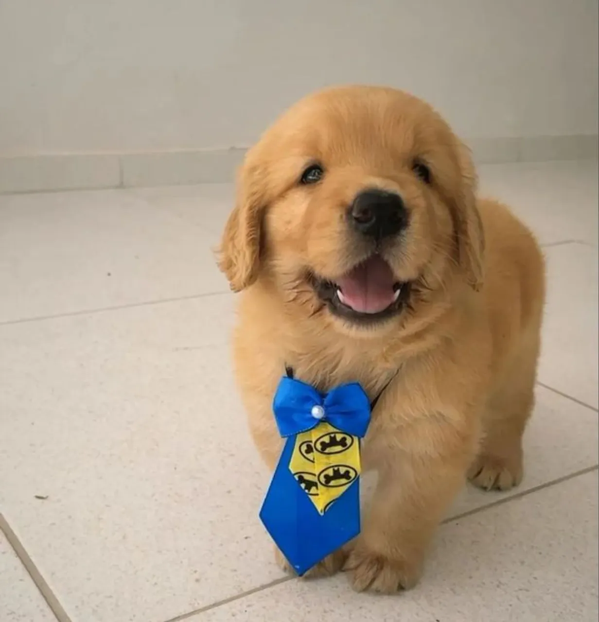 Filhotes de Golden Retriever macho e fêmeas 
