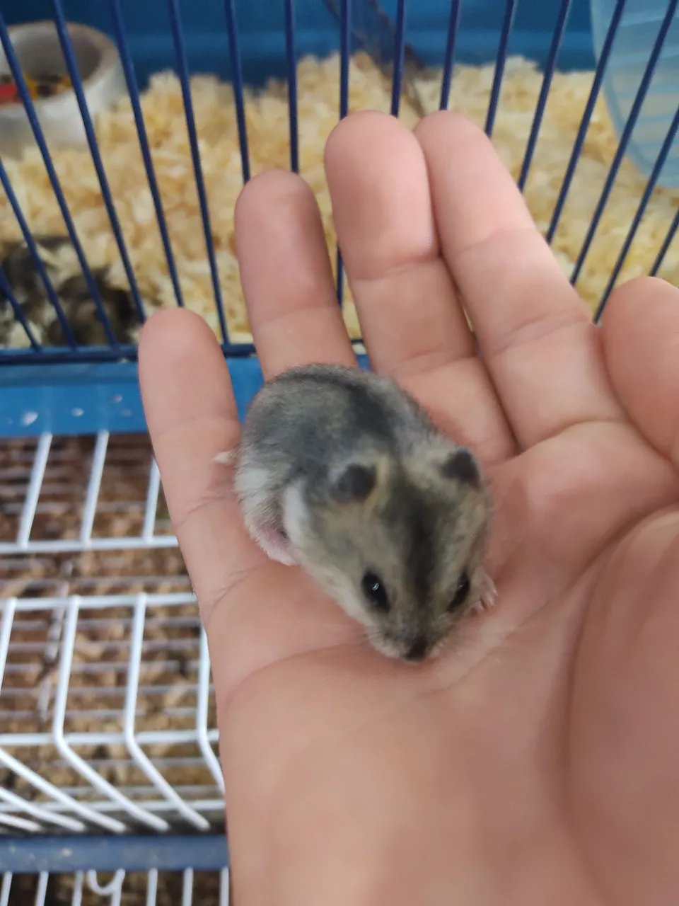 Hamster anão russo 