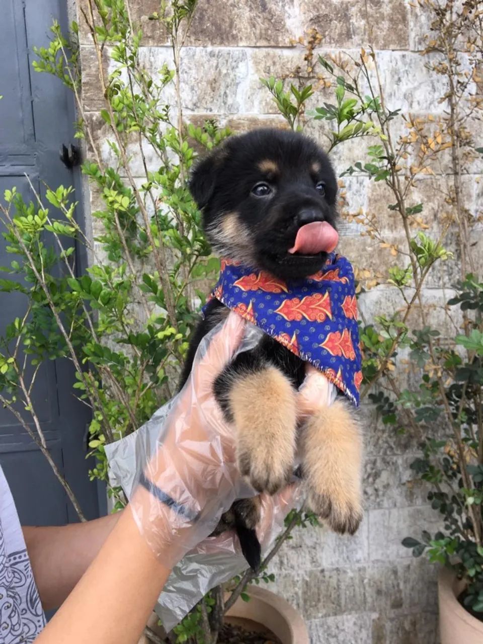Pastor Alemão capa preta - o canino inteligente e amoroso além de companheiro 