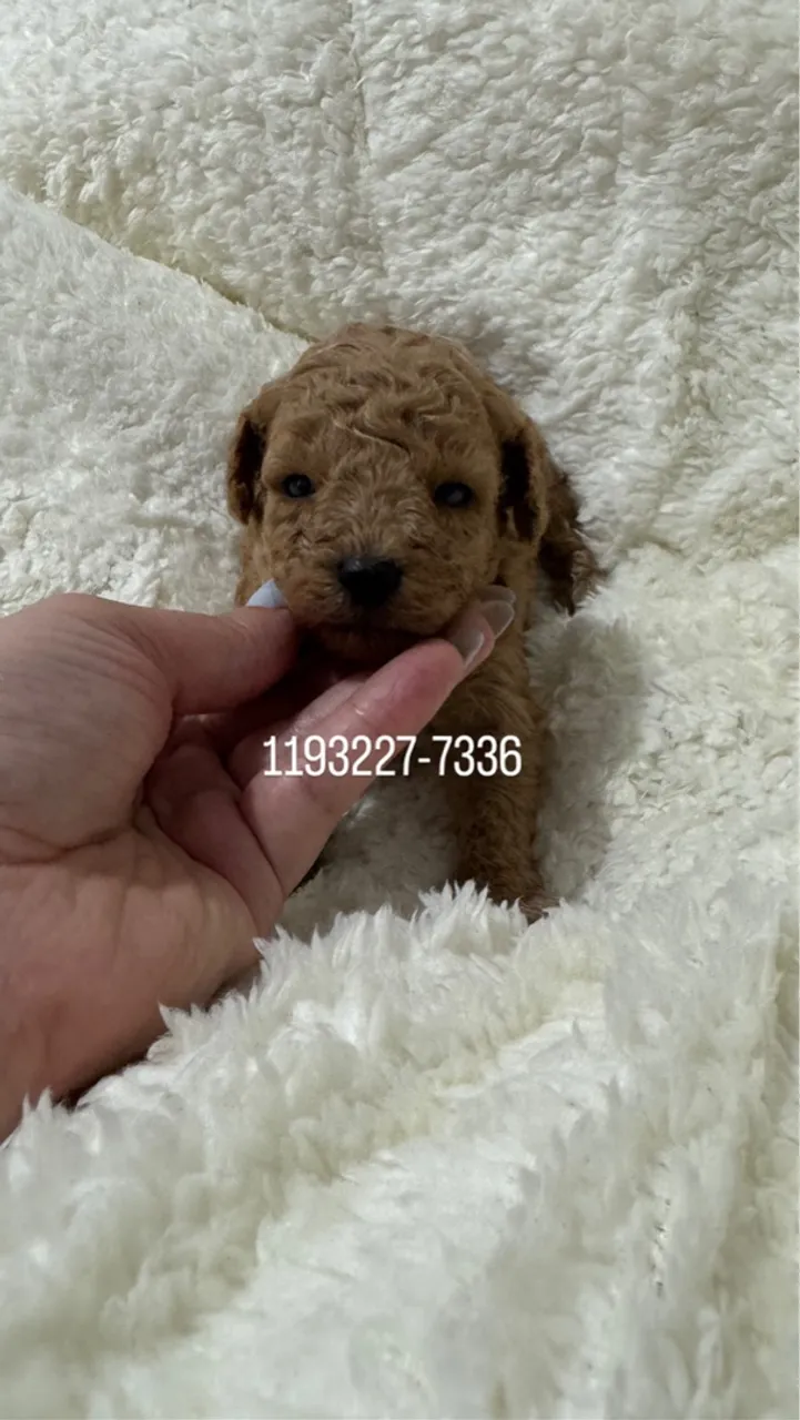 Poodle Toy red entrega hoje Vermelho