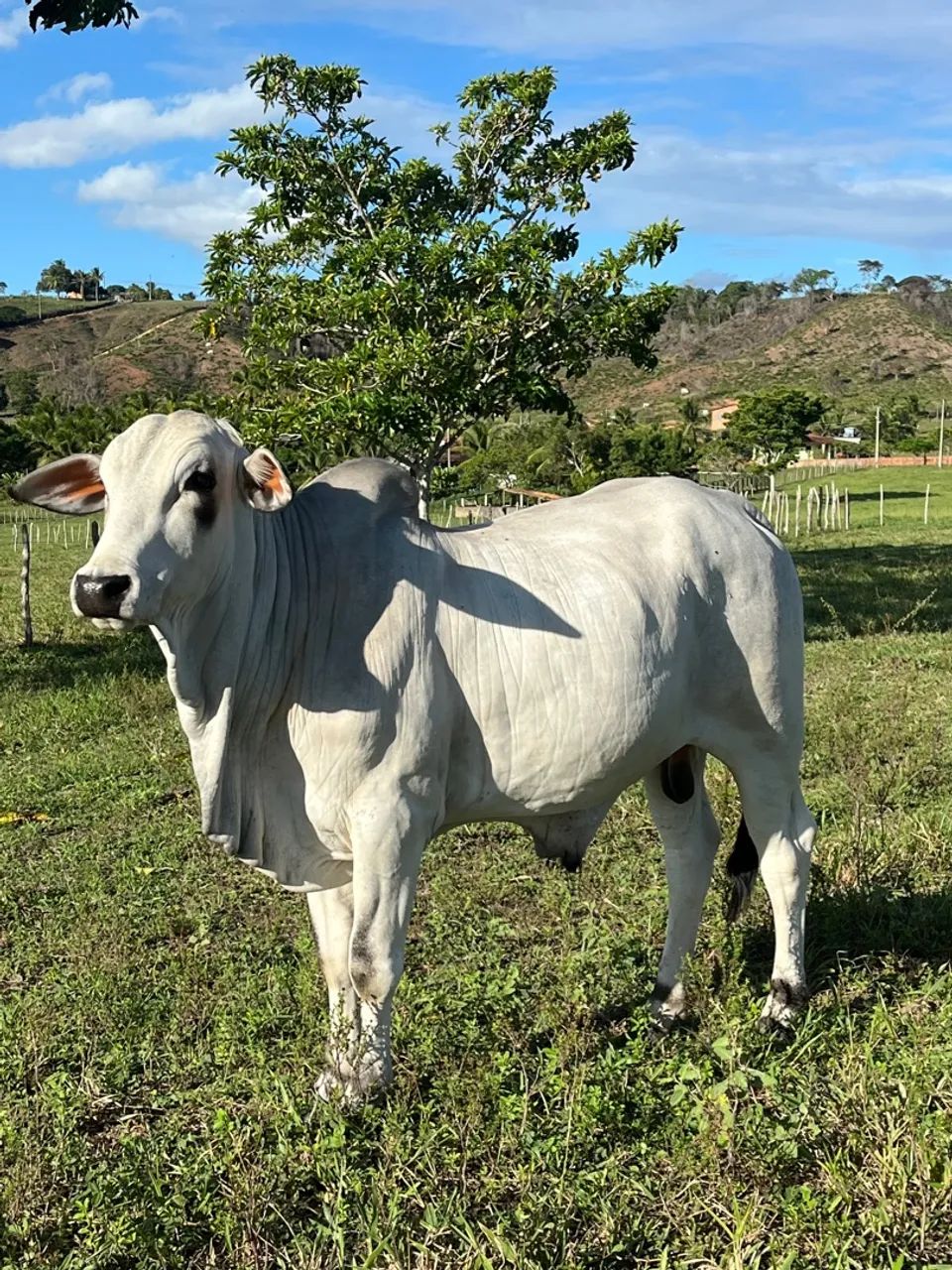 Bezerro Nelore  - Foto 2