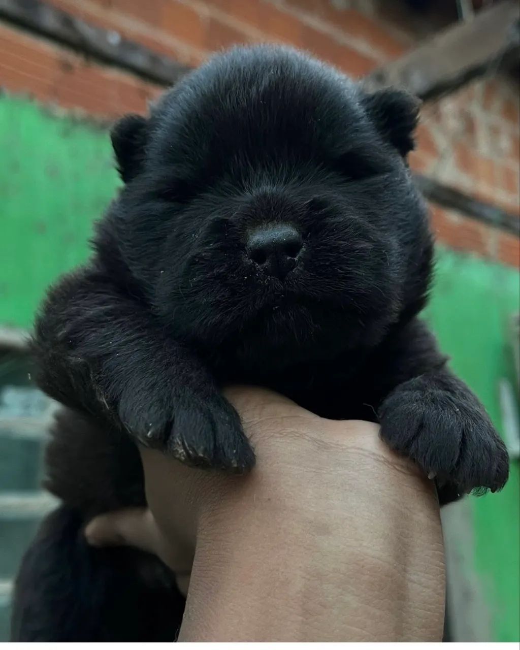 Chow chow