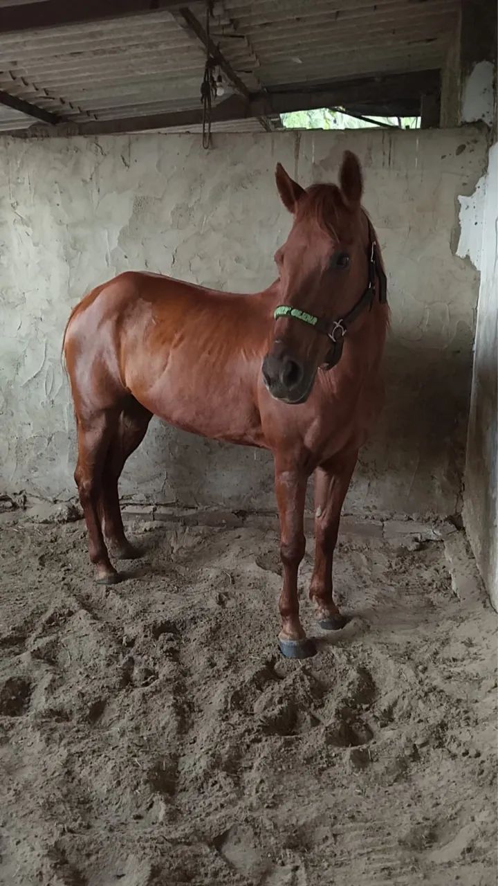 Égua de direita  - Foto 5