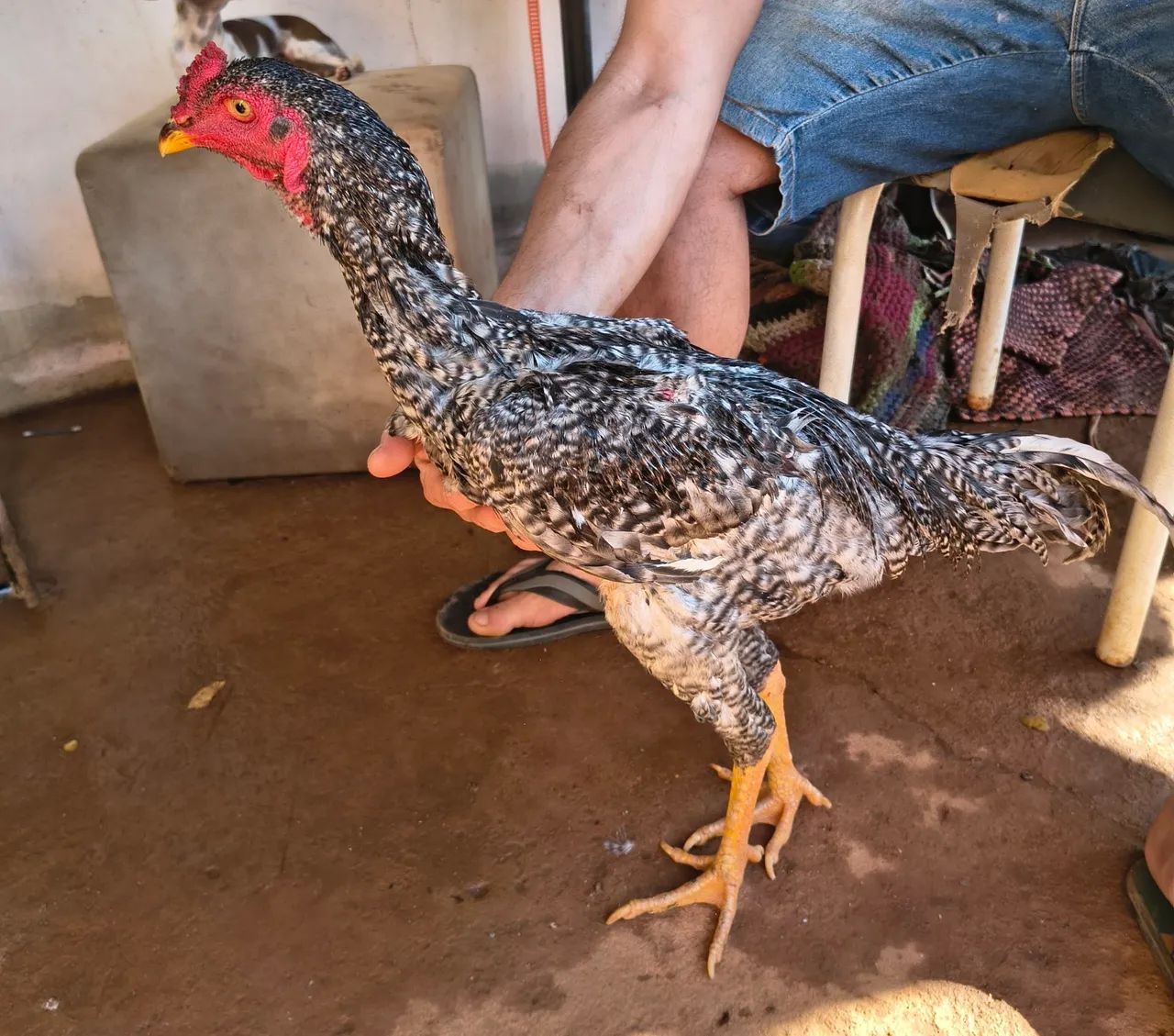 Frango Índio puro