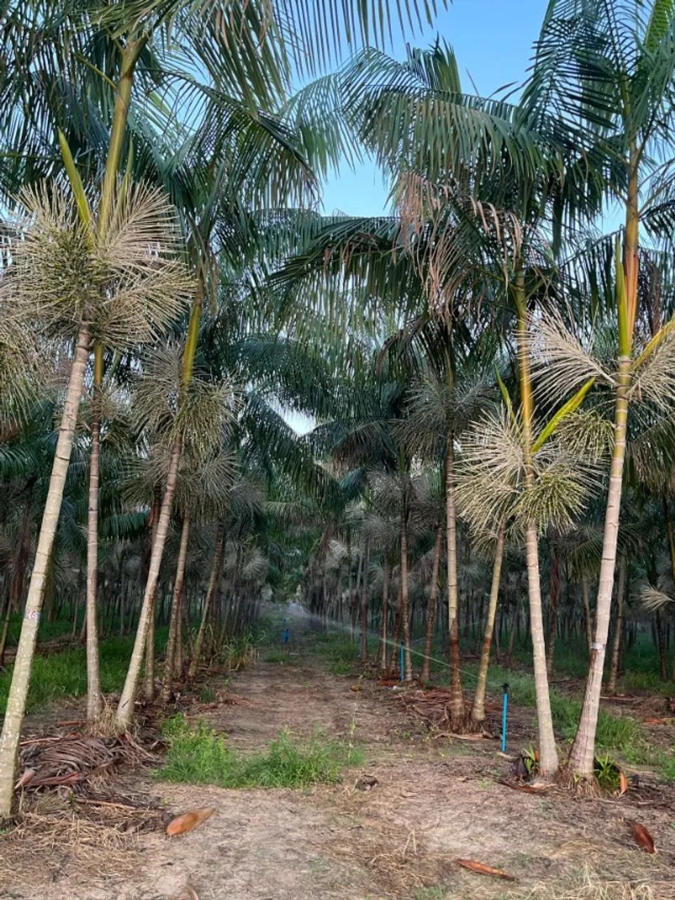 Lindo açaizal em Castanhal - Foto 4