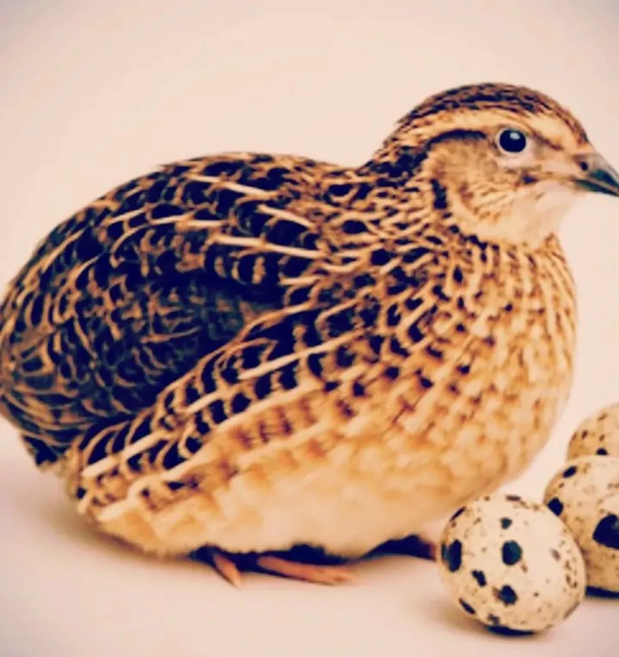 Ovos férteis de codornas  - Foto 5