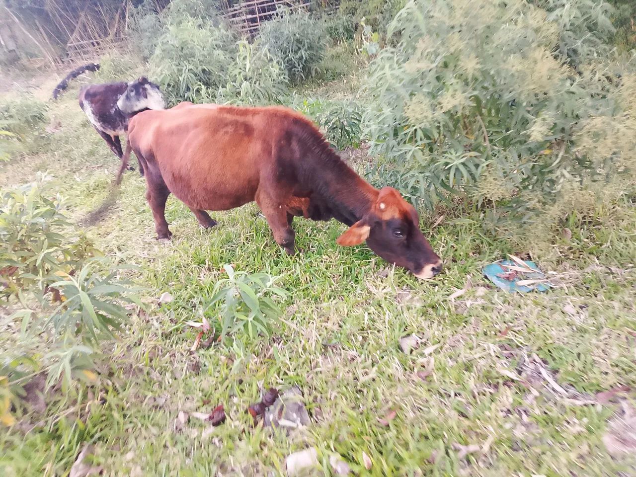 vanda de Mini animais  - Foto 5