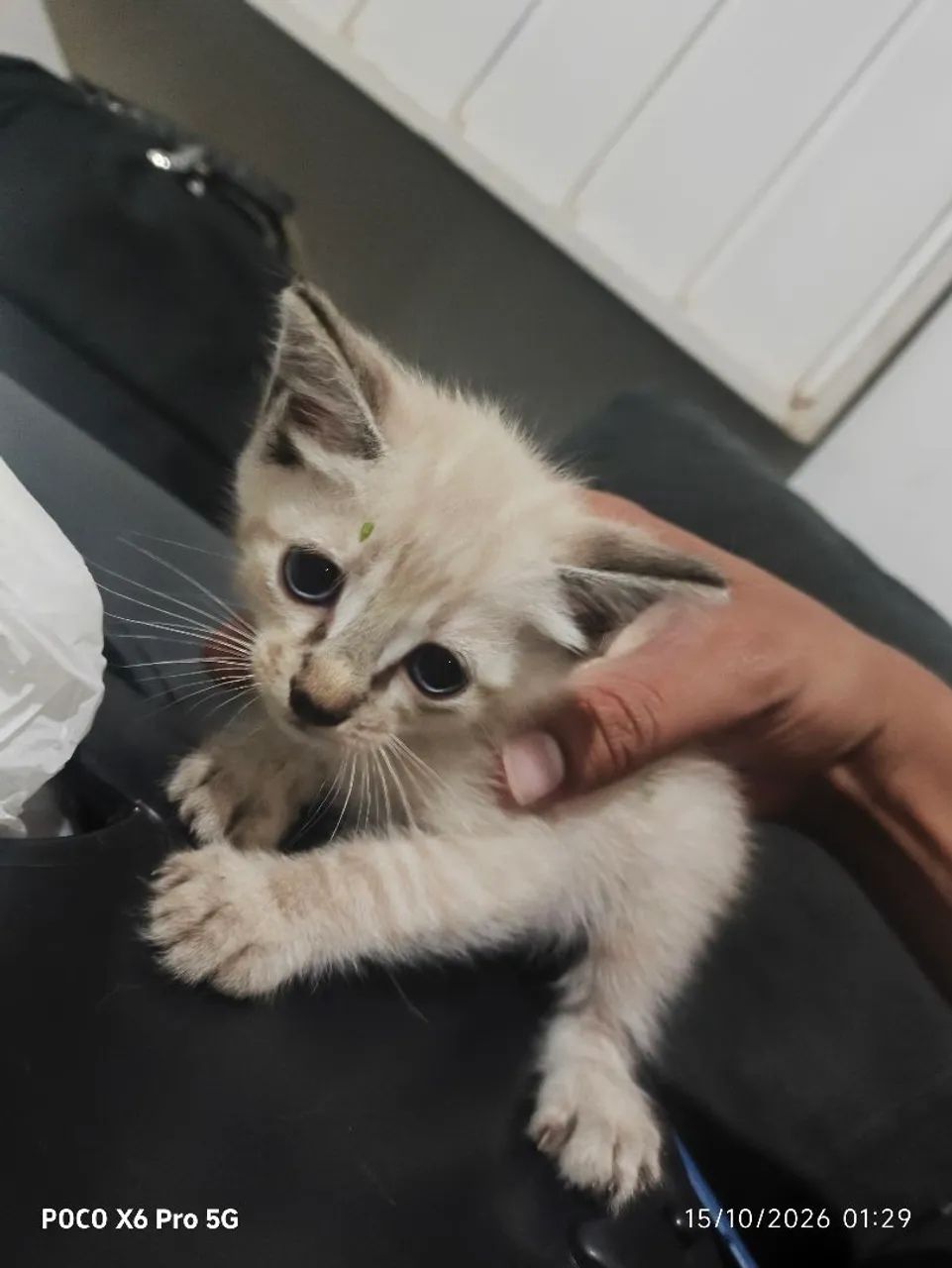 Gato para adoção  - Foto 3