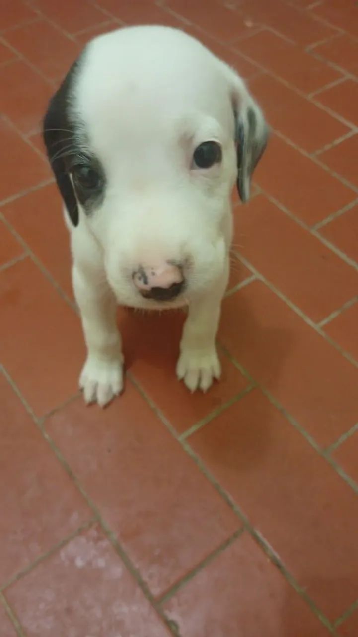 Cachorro dálmata  - Foto 3
